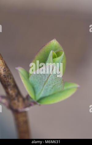 Il fogliame emergenti del caprifoglio, Lonicera periclymenum Graham Thomas in primavera Foto Stock