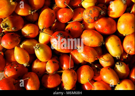 Le mele di granchio che sono stati raccolti da un vecchio frutteto di Lancashire North West England Regno Unito Foto Stock