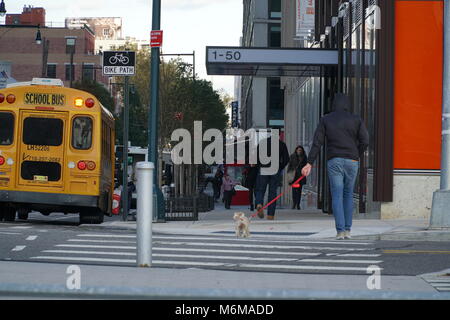 New York City - Ottobre 2016: le persone camminare sul marciapiede in Long Island City Queens su un giorno d'inverno. Donna locale passeggiata con il cane attraverso street in crosswalk. Foto Stock