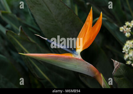 Fiore di gru, Papegojblomma (Strelitzia reginae) Foto Stock