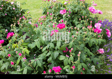 "Officinalis" francesi, rose Gallicaros (rosa gallica) Foto Stock