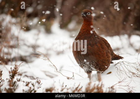 Red Grouse nella caduta di neve Foto Stock