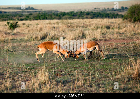 Due maschio impala combattimenti nel Maasai Mara Foto Stock