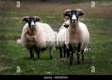 Il nero di fronte highland pecore rams Foto Stock