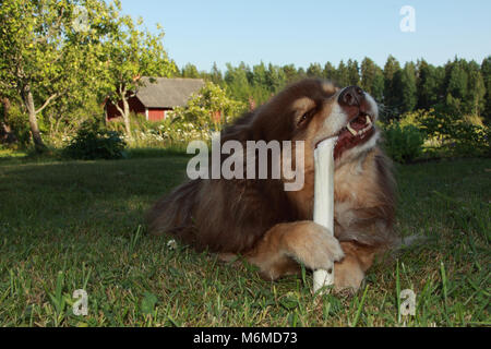 Lapphund finlandese di osso da masticare Foto Stock