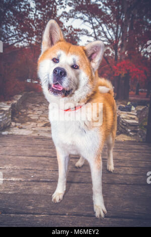 Ritratto di Akita inu cane all'aperto Foto Stock