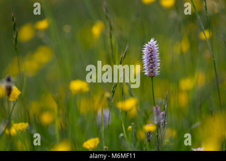 Bistort; Persicaria bistorta tra fiori di prato Yorkshire Dales; Regno Unito Foto Stock