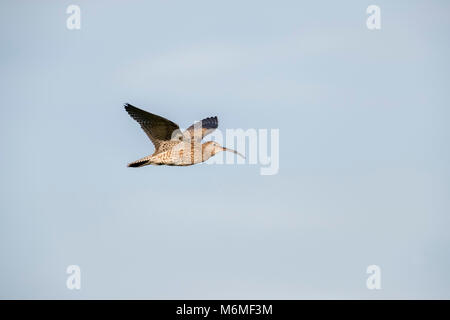 Curlew; Numenius arquata singolo in volo lo Yorkshire; Regno Unito Foto Stock