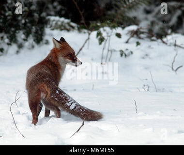 Red Fox in inverno Foto Stock