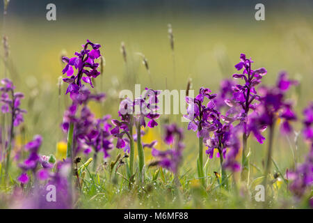 Verde Orchidea alato; Anacamptis morio fiori; i lotti; Arnside; Regno Unito Foto Stock