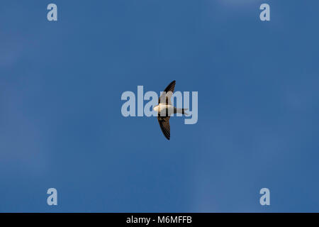 Casa Martin; Delichon urbicum singolo in volo lo Yorkshire; Regno Unito Foto Stock