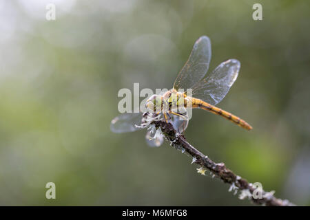 Skimmer Keeled; Orthetrum coerulescens singola femmina sul ramoscello Cornwall, Regno Unito Foto Stock