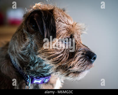 Border Terrier Foto Stock