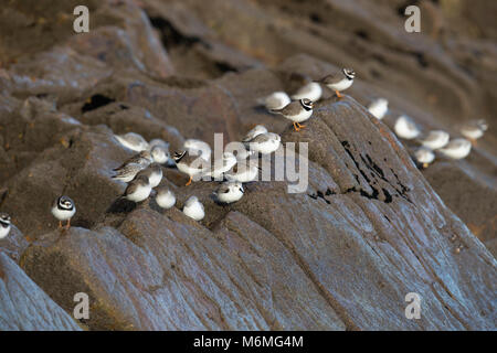 Sanderling; Calidris alba Gruppo con Dunlin e inanellato Plover Cornwall, Regno Unito Foto Stock