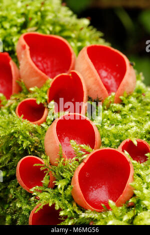 Scarlet Elf Cup; Sarcoscypha cocinea crescente sul registro di muschio Cornwall, Regno Unito Foto Stock