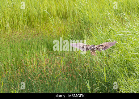 Tarabuso ( Botaurus stellaris ) in canne pesca. RSPB Minsmere. Foto Stock