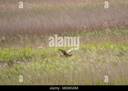 Tarabuso ( Botaurus stellaris ) volare sopra un letto di reed. Foto Stock