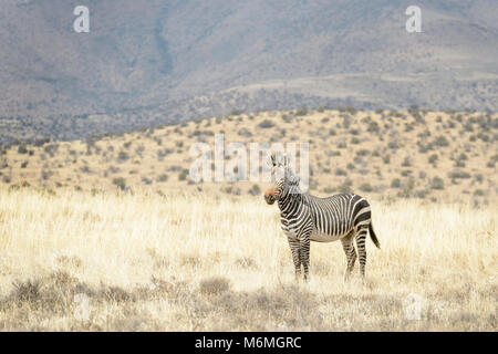 Mountain Zebra (Equus zebra), Mountain Zebra National Park, Sud Africa Foto Stock