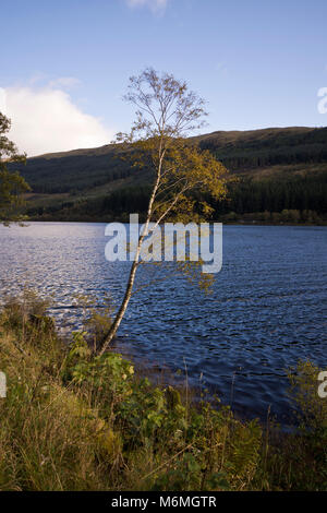 Lone Tree sulle rive di Loch Lubniag, Loch Lomond e il Trossachs National Park. Foto Stock