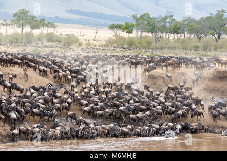 Zebra si mescolano con migliaia di gnu sulle rive del fiume di Mara durante l annuale grande migrazione. Nel Masai Mara, Kenya. Ogni anno 1,5 m Foto Stock