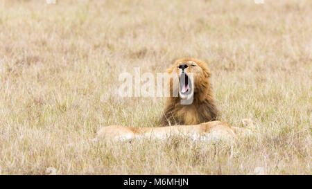 Giovani maschi adulti leone ruggisce o sbadigli, whislt leonessa femmina si appoggia nell'erba lunga del Masai Mara, Kenya. Foto Stock