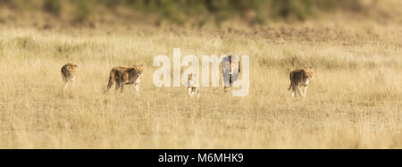 Orgoglio dei Leoni a piedi attraverso le praterie del Masai Mara.Vi è un maschio alfa, tre leonesse e un giovane cucciolo. Popolare social media banner Foto Stock