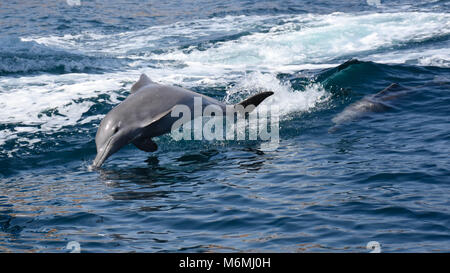 Dolphin in Musandam, Oman Foto Stock