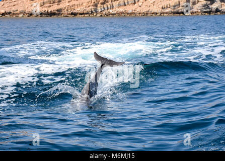I delfini in Musandam, Oman Foto Stock