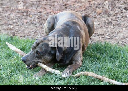 Big stick, anche più grande di cane. Lui è un Catahoula, Mastiff, blu tick hound mix razza. Foto Stock