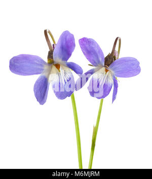 Due primi fiori di primavera ( Viola odorata) isolati su sfondo bianco. Profondità di campo. Messa a fuoco selettiva. Foto Stock