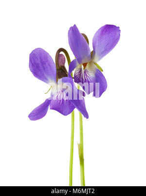 Due primi fiori di primavera ( Viola odorata) isolati su sfondo bianco. Profondità di campo. Foto Stock
