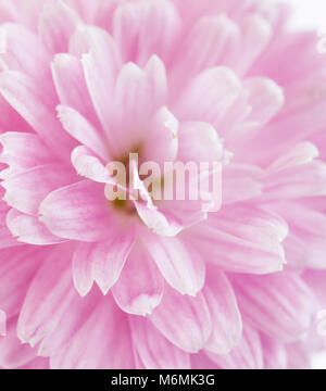Frammento di crisantemo rosa fiore. molto leggera profondità di campo, il fuoco selettivo Foto Stock