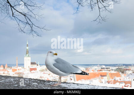 Unione herring gull Larus argentatus, adulto, permanente sulla parete della città, la città vecchia di Tallinn, Estonia in febbraio. Foto Stock