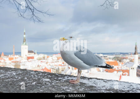 Unione herring gull Larus argentatus, adulto, permanente sulla parete della città, la città vecchia di Tallinn, Estonia in febbraio. Foto Stock