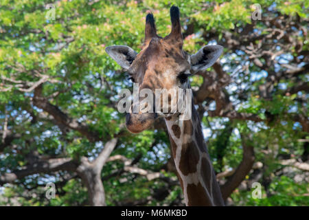 Giraffa presso lo zoo di Honolulu. Foto Stock