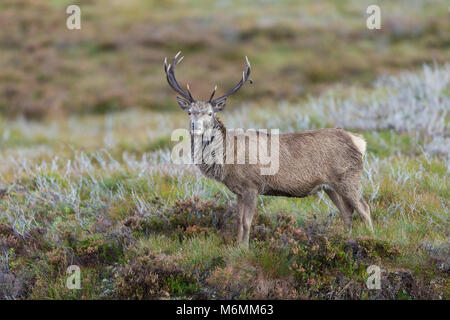 Red Deer Cervus elaphus, maschio adulto, rovistando su heather moorland, Loch Tarff, altopiani, Sotland in settembre. Foto Stock