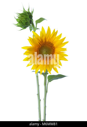 Girasoli isolato su uno sfondo bianco Foto Stock