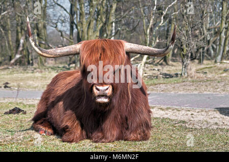 Bella close-up di un scozzese Highlander giacente in erba Foto Stock
