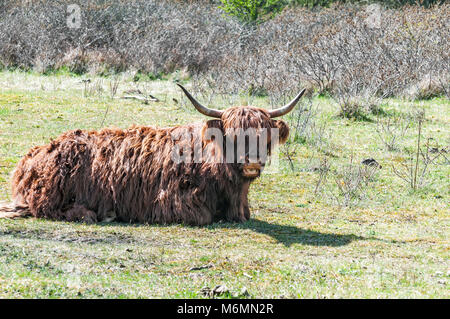 Highlander scozzese sdraiati sull'erba in una foresta Foto Stock