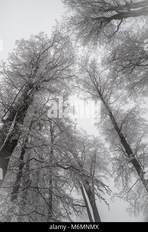 Bellissimi alberi visti dalla terra guardando in alto, in inverno Foto Stock