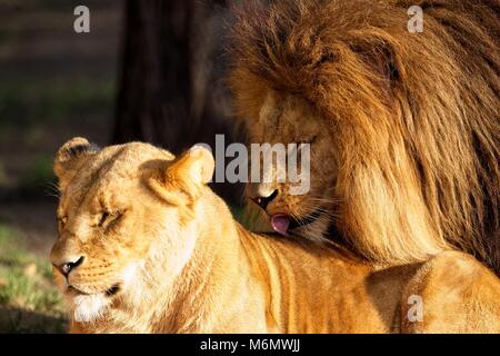 Leone e leonessa insieme di appoggio. Lion è simpatia leonesse indietro. Foto Stock