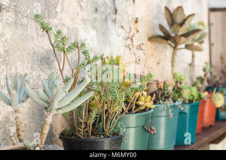 Fila di piante succulente in vasi Foto Stock