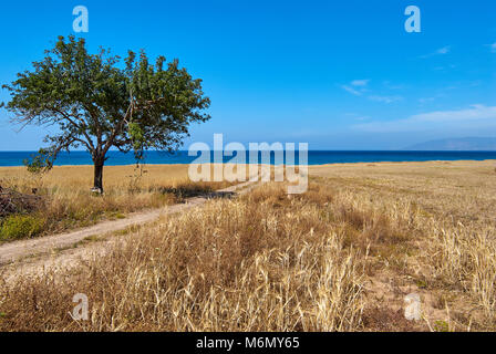 Lonely ulivo su un campo smussata dal mare con un colore blu cielo nuvoloso, Limassol, Cipro. Foto Stock
