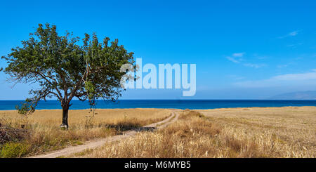 Lonely ulivo su un campo smussata dal mare con un colore blu cielo nuvoloso, Limassol, Cipro. Foto Stock