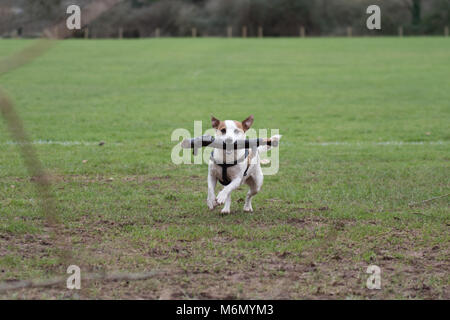 Jack Russell Terrier portante per il suo master Foto Stock