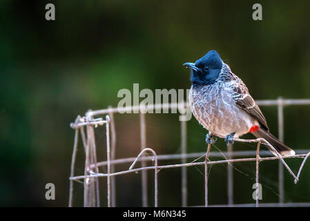 Appollaiato rosso-Bulbul ventilato o Pycnonotus cafer Foto Stock