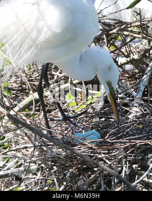 Grande airone bianco controlli protettivo sui suoi tre blu uova nel nido a Gatorland park a Orlando in Florida. Foto Stock