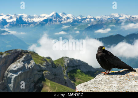 Gracchio alpino sul Pilatus, Svizzera Foto Stock