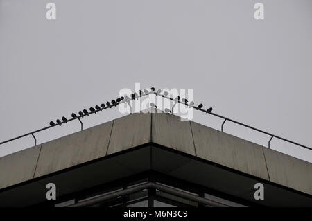 Piccioni seduto sulla ringhiera di un terrazzo sul tetto Foto Stock