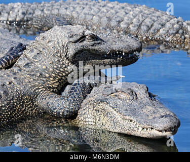 Alligatori appaiono quasi a sorridere di come essi pila sulla parte superiore di ogni altro a Gatorland, Orlando Foto Stock